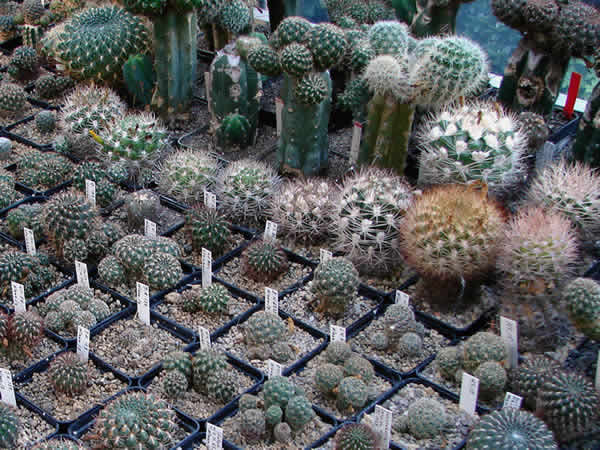 Zdjęcie - Kaktusy
