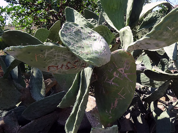 Kaktus z podpisami