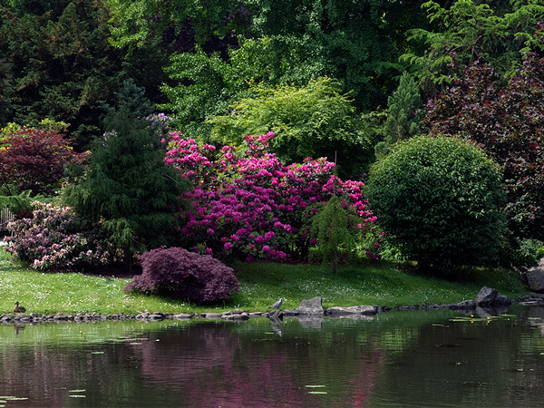 Zdjęcie - Ogród japoński